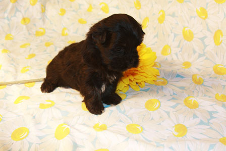 havanese-puppy-in-utah